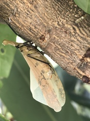 Pyrops watanabei