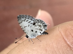 Megisba malaya sikkima