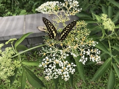 Graphium doson postianus