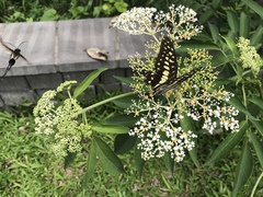 Graphium doson postianus