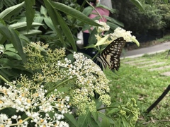 Graphium doson postianus