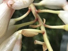 Jamides alecto dromicus