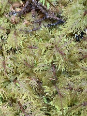 Hylocomium splendens image