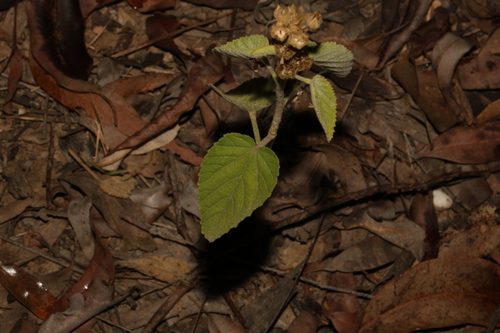 ‘ilima (Sida cordifolia)