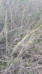 Calochortus splendens