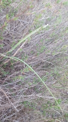 Calochortus splendens