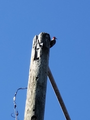 Melanerpes superciliaris