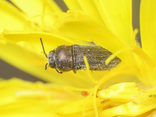 Acmaeoderella circassica