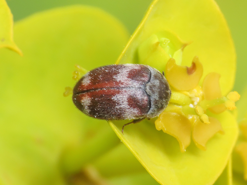 Attagenus calabricus