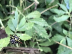 Gasteracantha sauteri