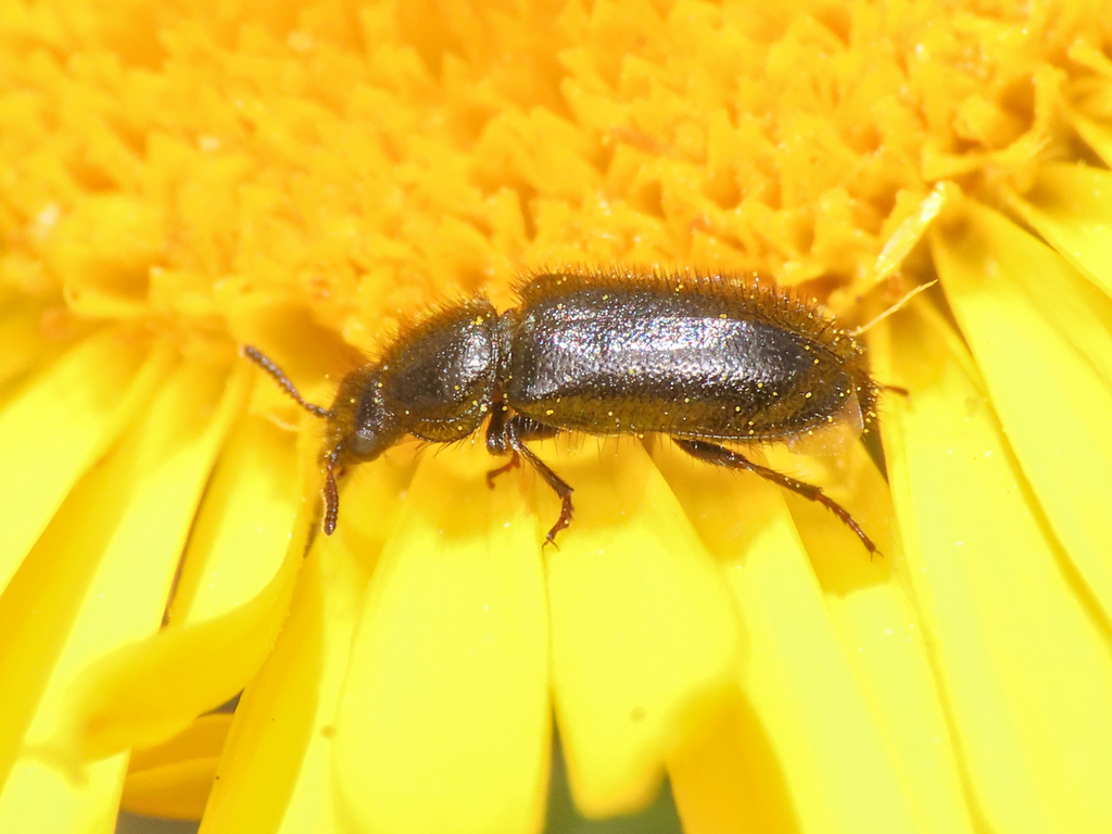 Divales cinctus