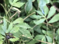 Gasteracantha sauteri