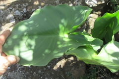 Zantedeschia valida