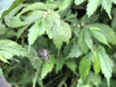 Gasteracantha sauteri
