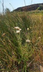 Cirsium brevifolium