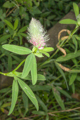 Trifolium rubens