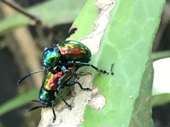 Platycorynus sauteri