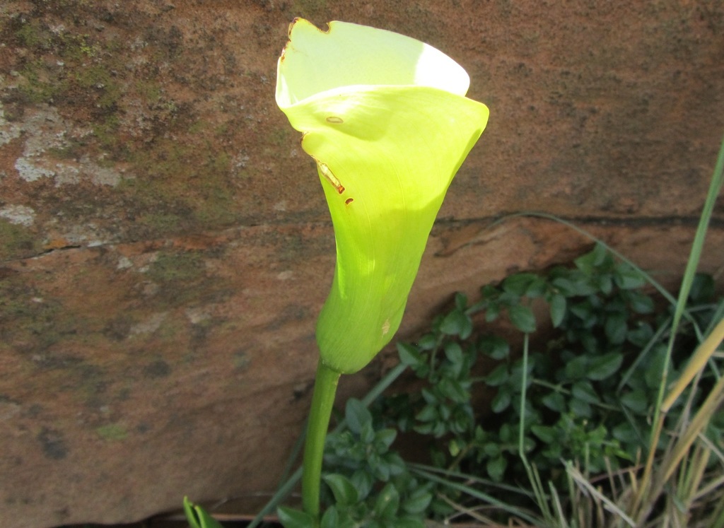 Zantedeschia valida