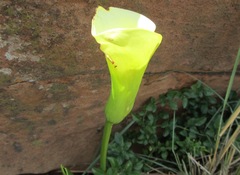 Zantedeschia valida