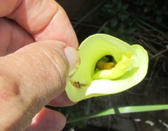 Zantedeschia valida