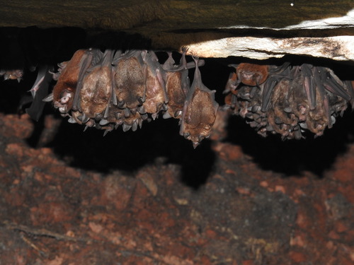 Rusty Mustached Bat (Pteronotus rubiginosus) — Least Concern Mammalia