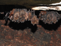 Wagner's Common Mustached Bat photo 1