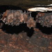 Rusty Mustached Bat - Photo (c) Miguel Relvas Ugalde, some rights reserved (CC BY-NC), uploaded by Miguel Relvas Ugalde