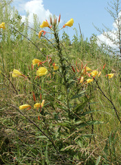 Oenothera glazioviana