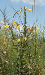 Oenothera glazioviana