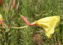 Oenothera glazioviana