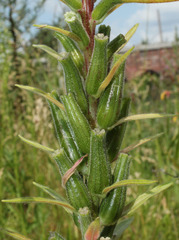 Oenothera glazioviana