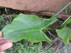 Zantedeschia valida