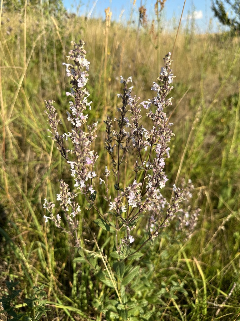Nepeta nuda from Муниципальный Район Тепло-Огаревский, Тульская область ...