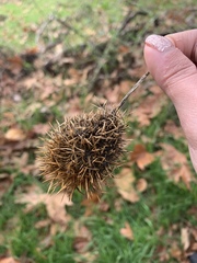 Sicyoeae