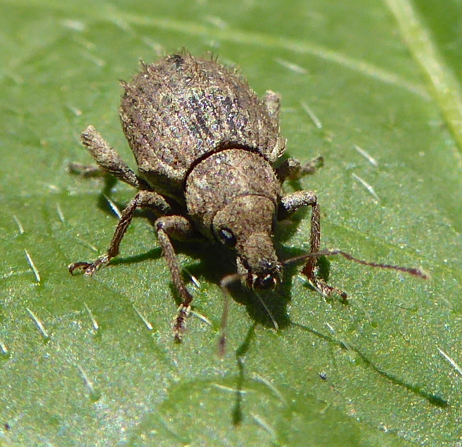 Tanyrhynchini