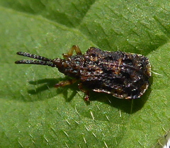 Oncocephala