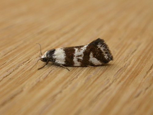 Isomoralla eriscota