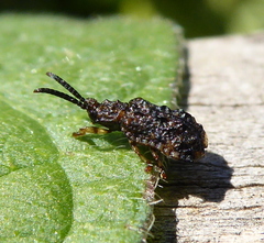 Oncocephala