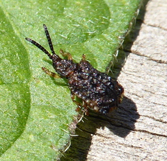 Oncocephala