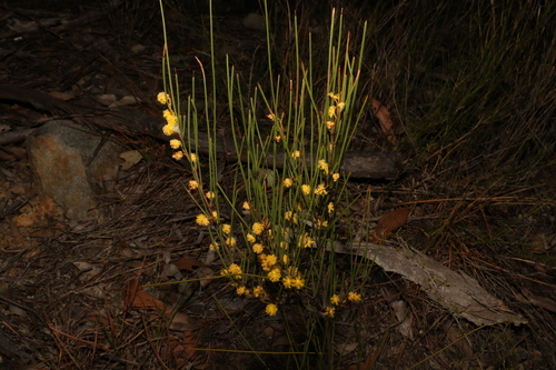 Image of Acacia juncifolia by (c) Greg Tasney, some rights reserved (CC BY-SA)