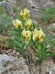 Iris reichenbachii