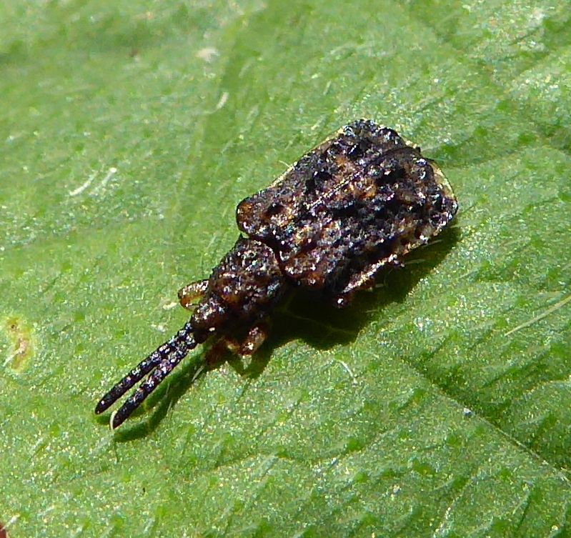 Oncocephalini