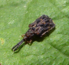 Oncocephala