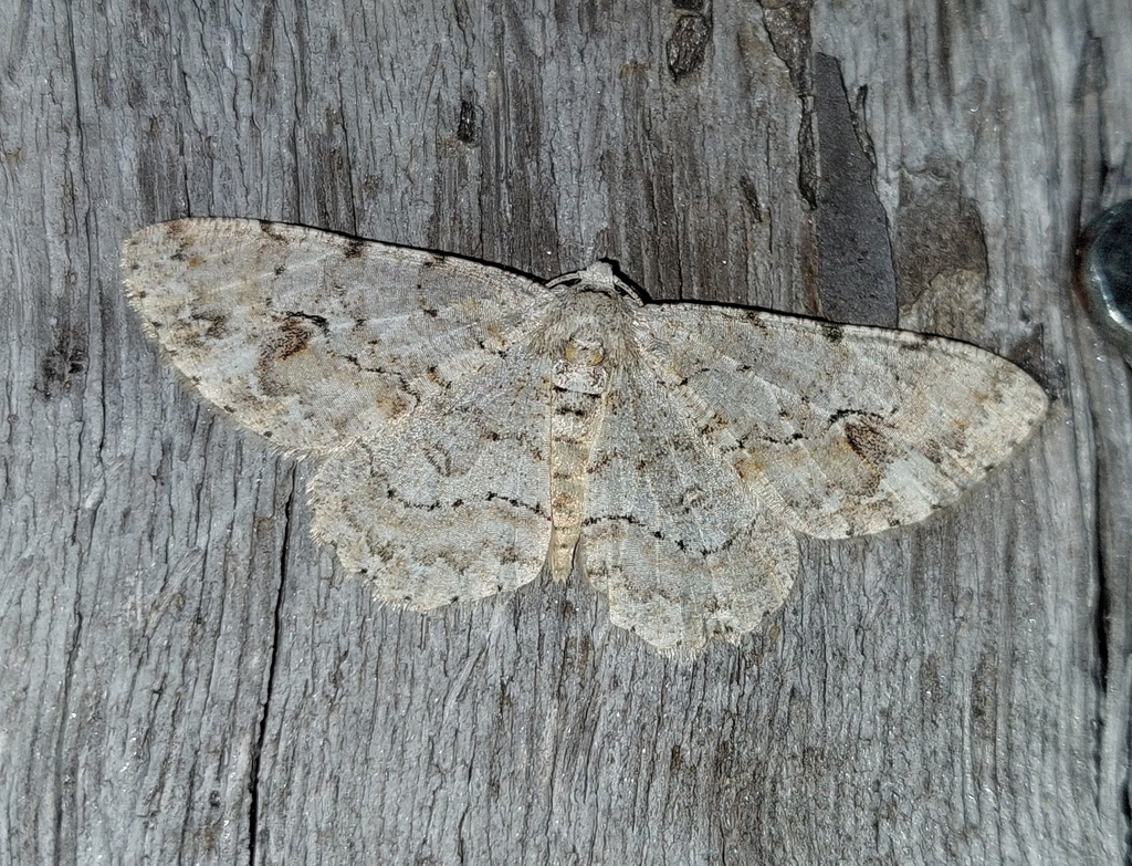 Alcis semidiscata
