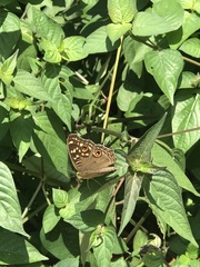 Junonia lemonias aenaria