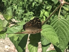 Junonia lemonias aenaria