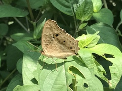 Junonia lemonias aenaria