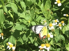 Delias hyparete luzonensis
