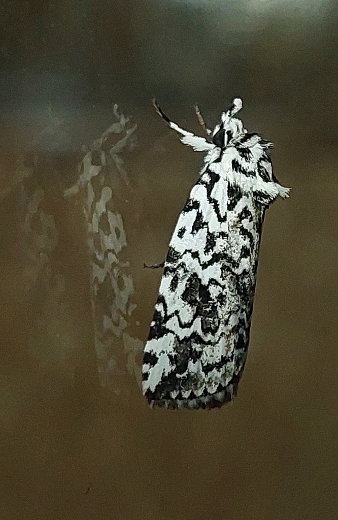 Nycteola avola