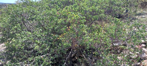 Image of Quercus depressipes by (c) Norma Piedra, some rights reserved (CC BY)